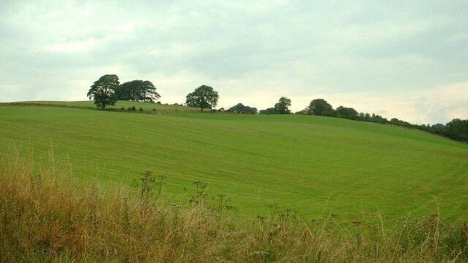 A green field with trees in the distance.