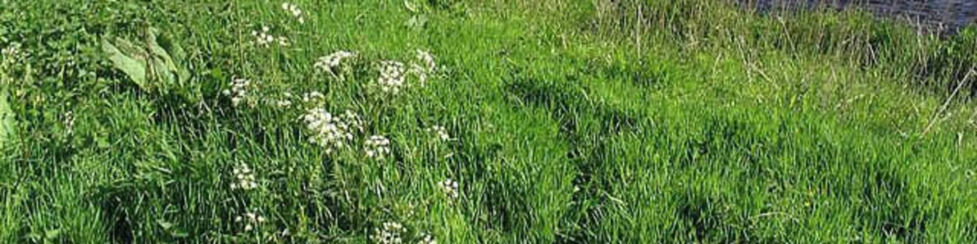 The River Annan Viewed from the west bank south of Johnstonebridge.