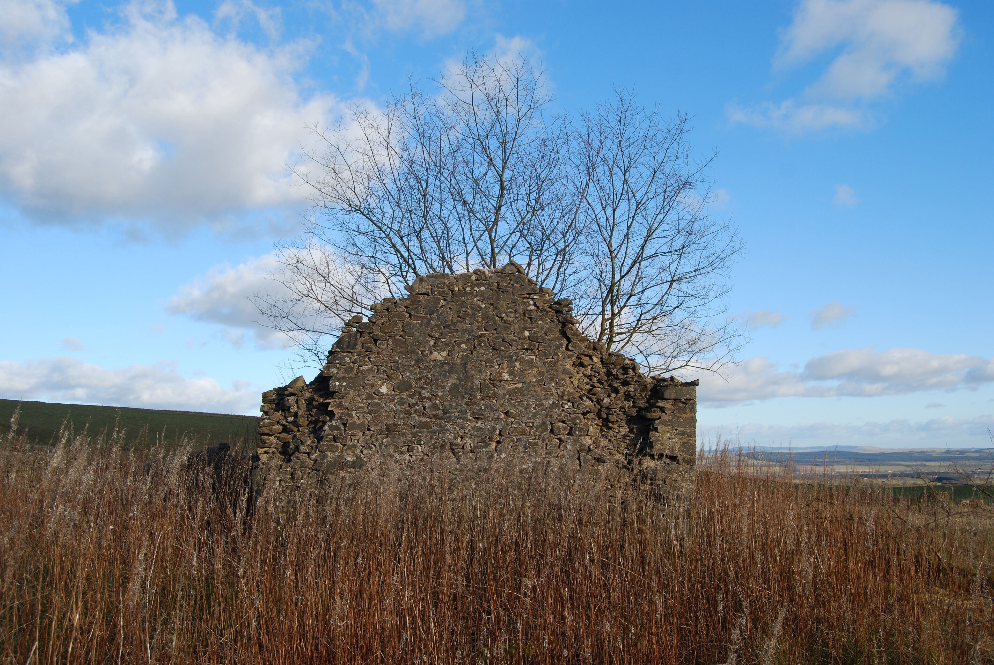 Gable end of ruined Auchenskew Cottage with tree inside