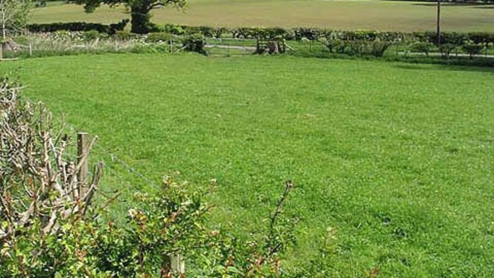 A grassy field with a large tree and a stone wall in the background.