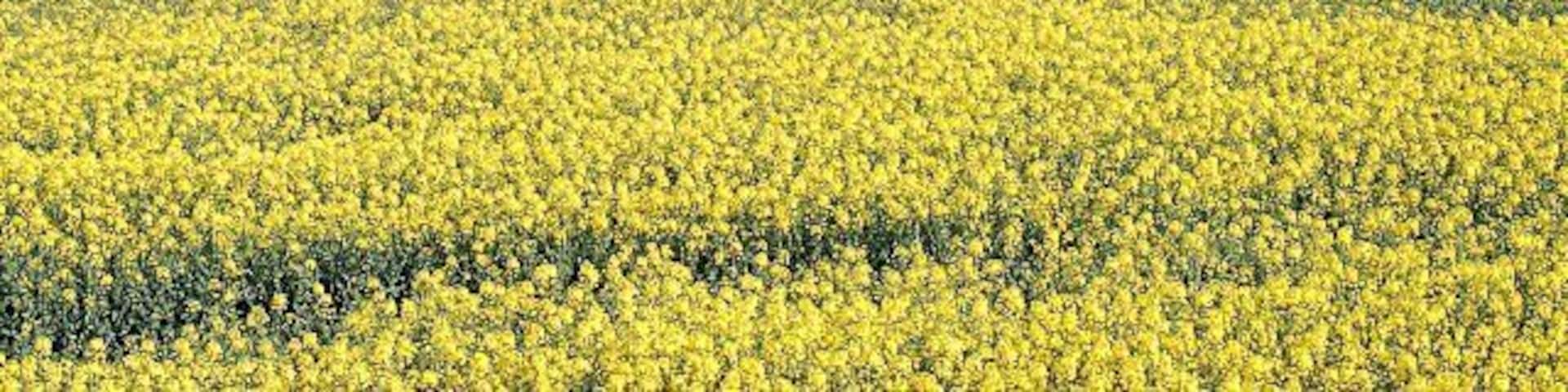 Towards Pilmuir Farmland by Lundin Tower with Pilmuir in the far distance on a hazy morning.