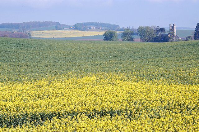 A field of yellow flowers with a tower in the background.