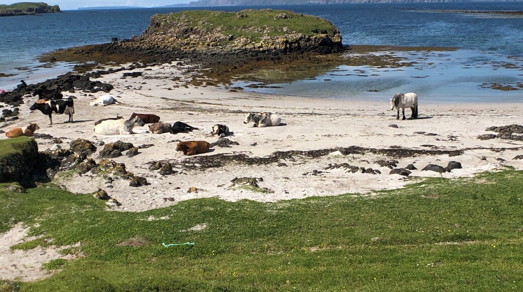 A lovely white sand beach on the Isle of Muck.
#lifeatexpedia #scotland #adventure