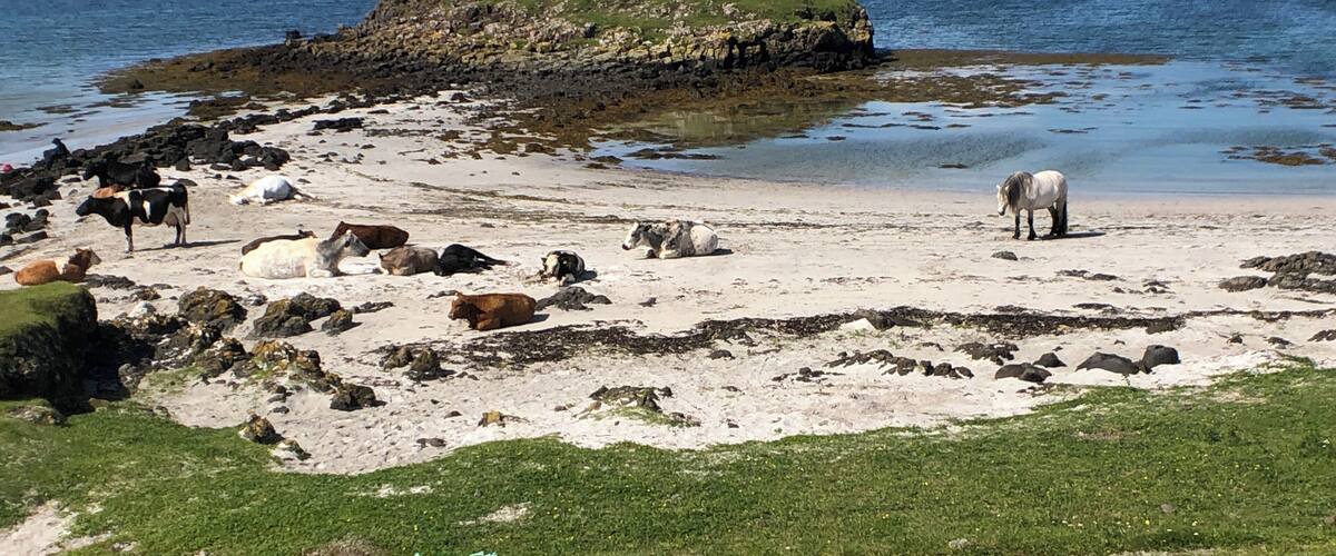 A lovely white sand beach on the Isle of Muck.
#lifeatexpedia #scotland #adventure