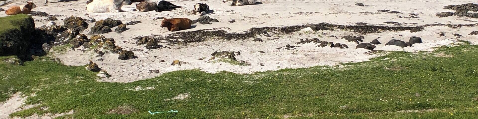 A lovely white sand beach on the Isle of Muck.
#lifeatexpedia #scotland #adventure