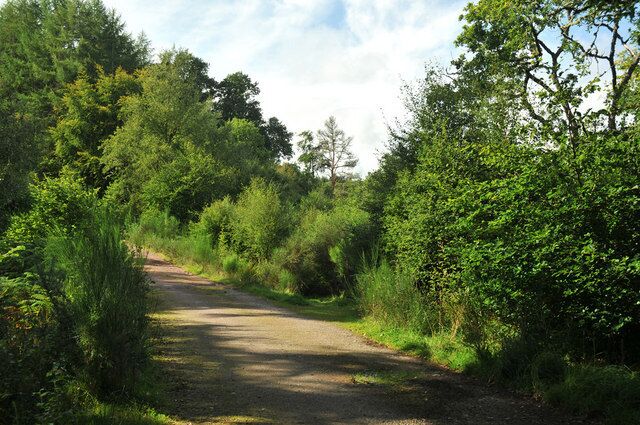 Tracks through Clash Wood An overgrown track leads off to the right of this photo.