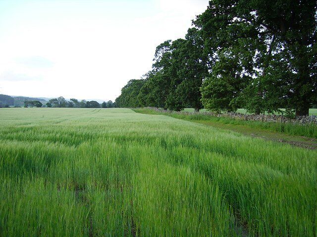 Conon flood plain. At the mouth of Strathconon and head of the Cromarty Firth there is a large area of flat land which is largely used for growing malting barley.