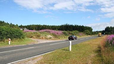 A road with a car and a yellow bus, surrounded by greenery and purple flowers.