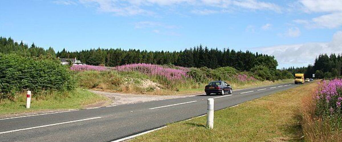 A road with a car and a yellow bus, surrounded by greenery and purple flowers.