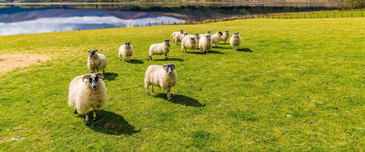 A flock of sheep grazing in a lush green field by a calm lake with mountains in the background.