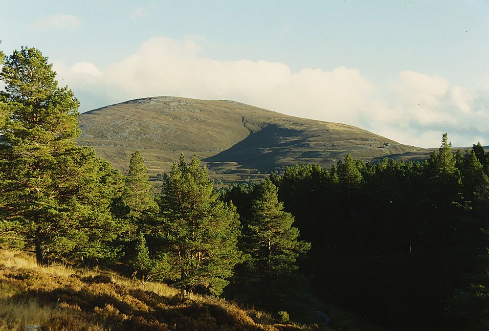 A mountain with a clear sky, surrounded by evergreen trees.