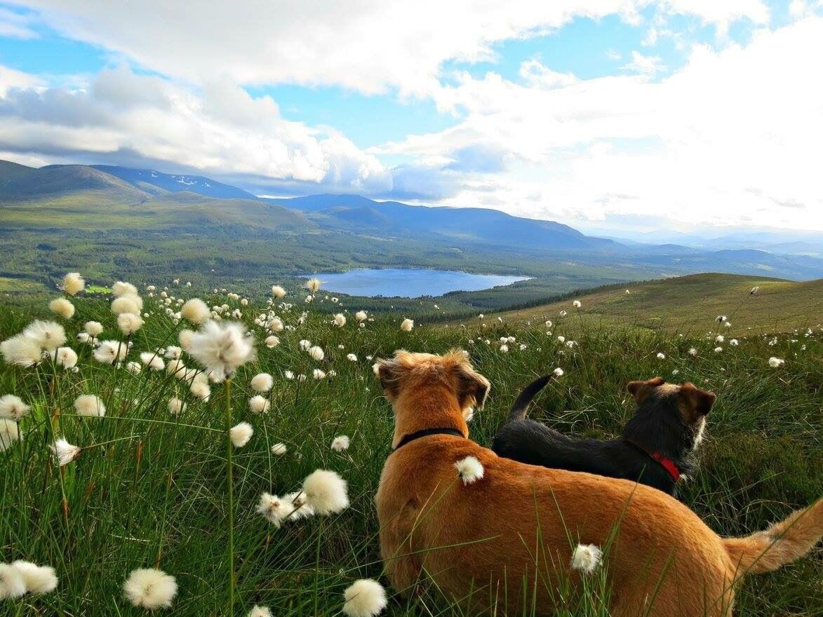 Two dogs in a field of white flowers with a lake and mountains in the background.