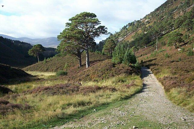 A gravel path through a hilly landscape with a prominent tree on the left and a mountain in the background.