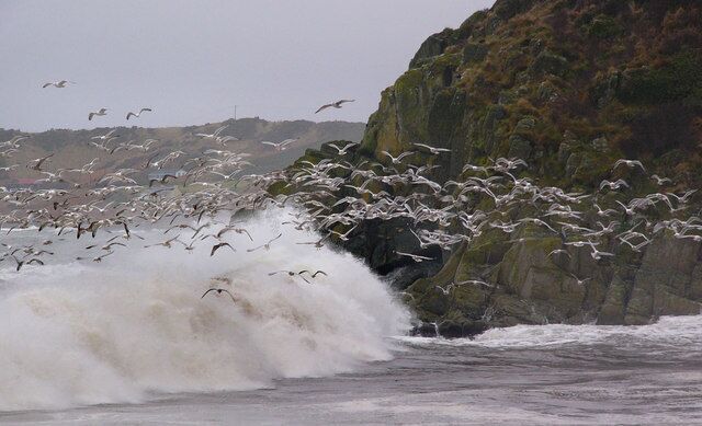 Seagulls, Front Bay The rocky point is at the foot of Craigengour (creag an gabhair - the goats crag) and separates Front Bay from Monreith Bay. The gulls were feeding in the heavy surf, and every time a breaker rolled in they rose up in a Mexican wave, settling back on the water after it passed to feed for another few seconds until the next one arrived.