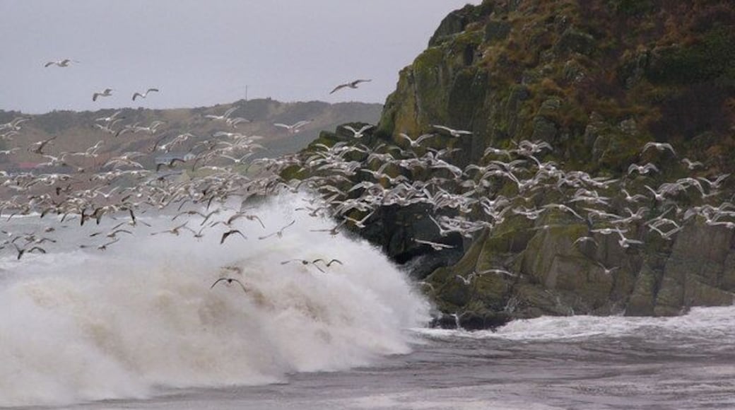Seagulls, Front Bay The rocky point is at the foot of Craigengour (creag an gabhair - the goats crag) and separates Front Bay from Monreith Bay. The gulls were feeding in the heavy surf, and every time a breaker rolled in they rose up in a Mexican wave, settling back on the water after it passed to feed for another few seconds until the next one arrived.