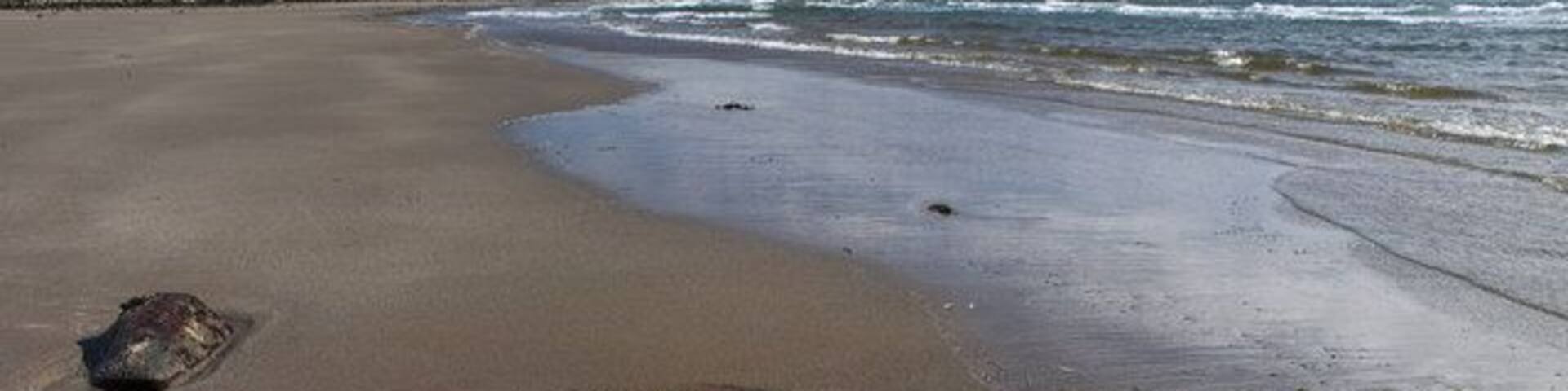 Monreith Beach A well known beach for fishing. Looking east towards Kirkmaiden and St Medans golf course.
