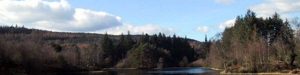 A calm lake with reflections of trees and sky, surrounded by a forested area.