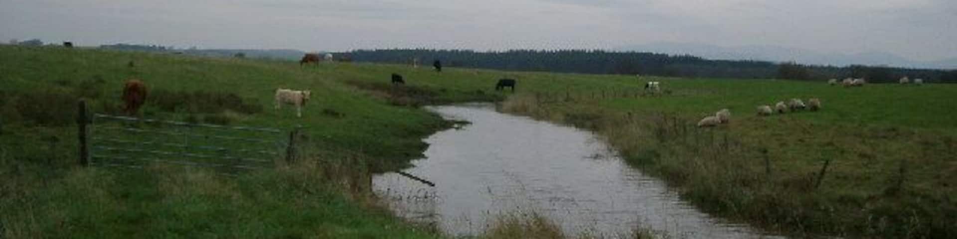 Borrowmoss Burn nr Wigtown from Borrowmoss Bridge. The burn joins up with the Bishops Burn where it's canalised until it runs into the River Cree
