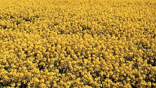 YELLOW FIELD OF RAPESEED Near Aberdeen, Scotland - May 7, 1989