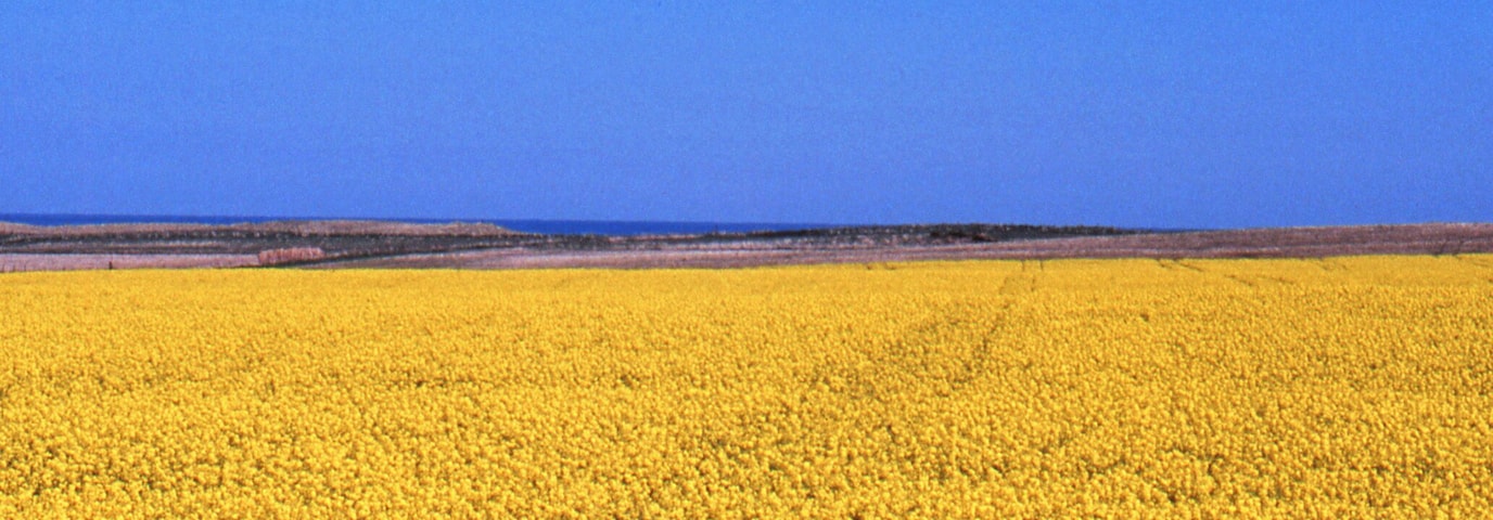 YELLOW FIELD OF RAPESEED Near Aberdeen, Scotland - May 7, 1989