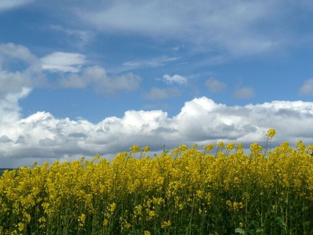 Oilseed rape field near Blackhill.