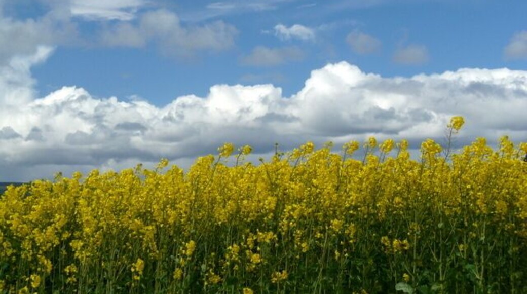 Oilseed rape field near Blackhill.