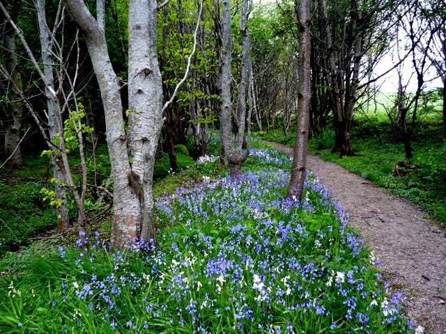 Bluebells by the Bishop's Walk, Nigg. This little walk is interesting at any time, and particularly lovely in spring.