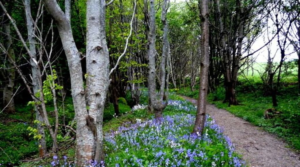 Bluebells by the Bishop's Walk, Nigg. This little walk is interesting at any time, and particularly lovely in spring.
