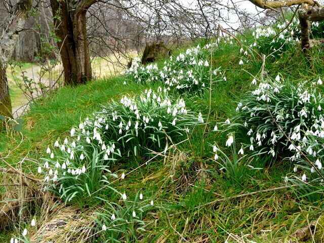 Snowdrops along The Bishop's Walk, Nigg