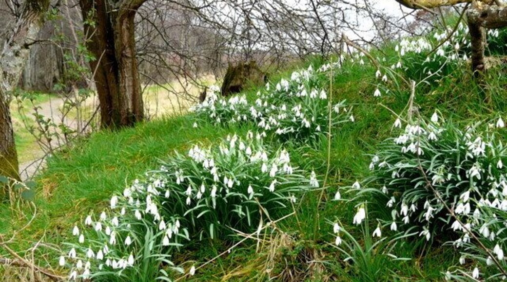 Snowdrops along The Bishop's Walk, Nigg