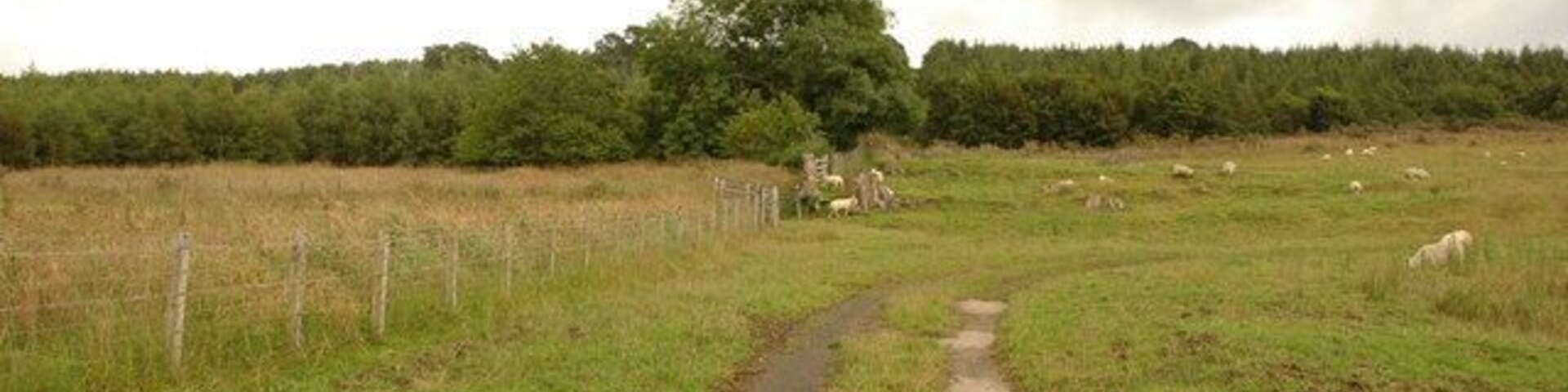 Track to Bayfield Loch There is a rather overgrown track to Bayfield Loch although it was a bit wet for me to explore!