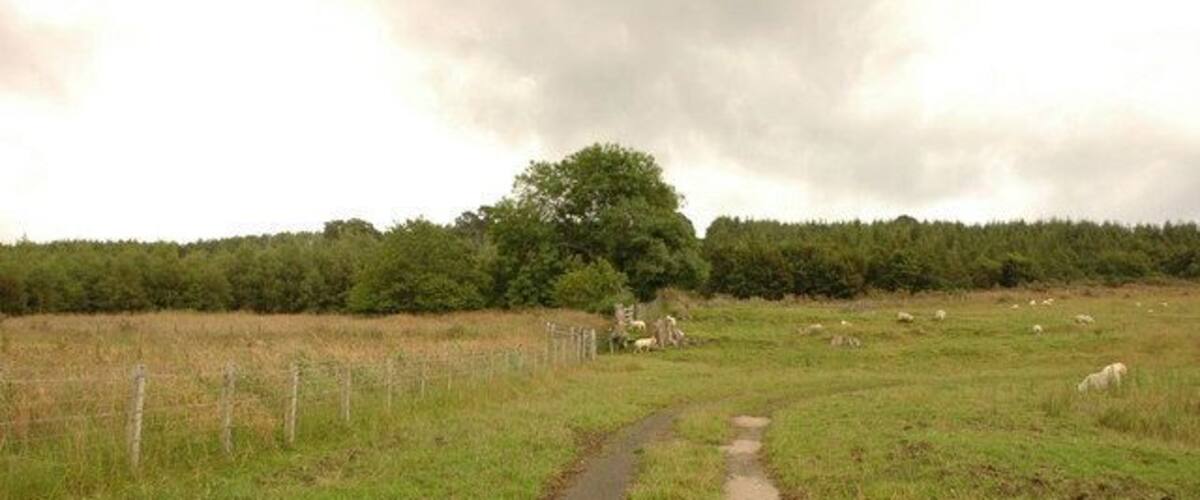 A rural path with sheep grazing in the background.