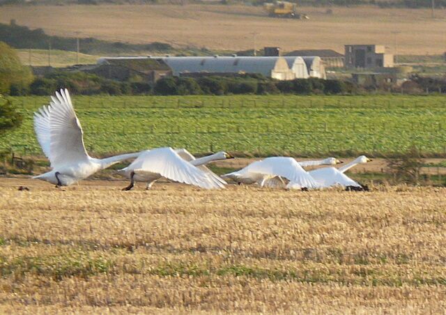Whooper Swans near Fearn WWII airfield buildings in the distance