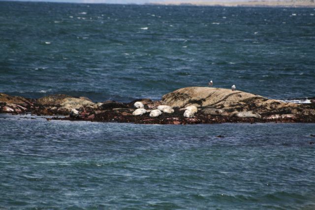 Seals Basking on Rocks at Ronachan. Never without a seal or two this place. There are at least ten enjoying the late winter sunshine at the moment.