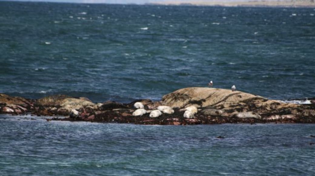Seals Basking on Rocks at Ronachan. Never without a seal or two this place. There are at least ten enjoying the late winter sunshine at the moment.