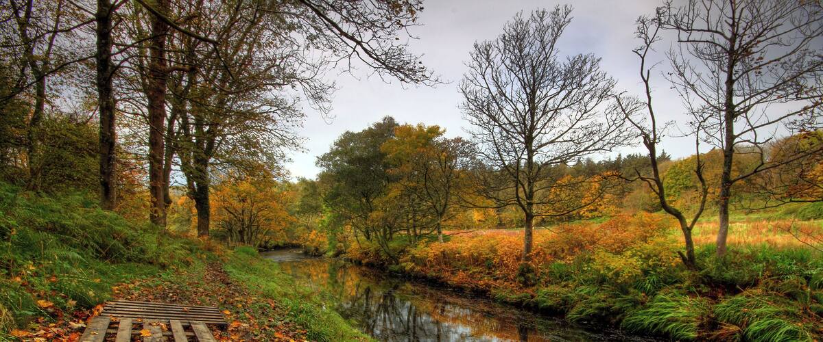 A wooden boardwalk along a river with autumn leaves and trees in the background.