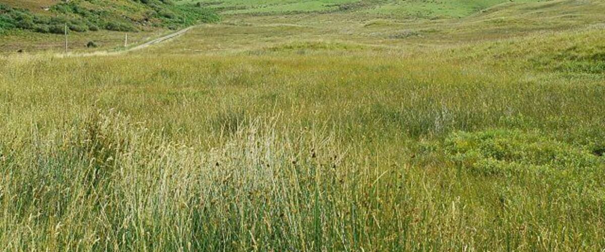 A grassy field with rolling hills and a dirt path.