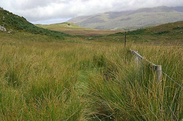 Near Kilchrenan An area of grazing gone back to rashes.