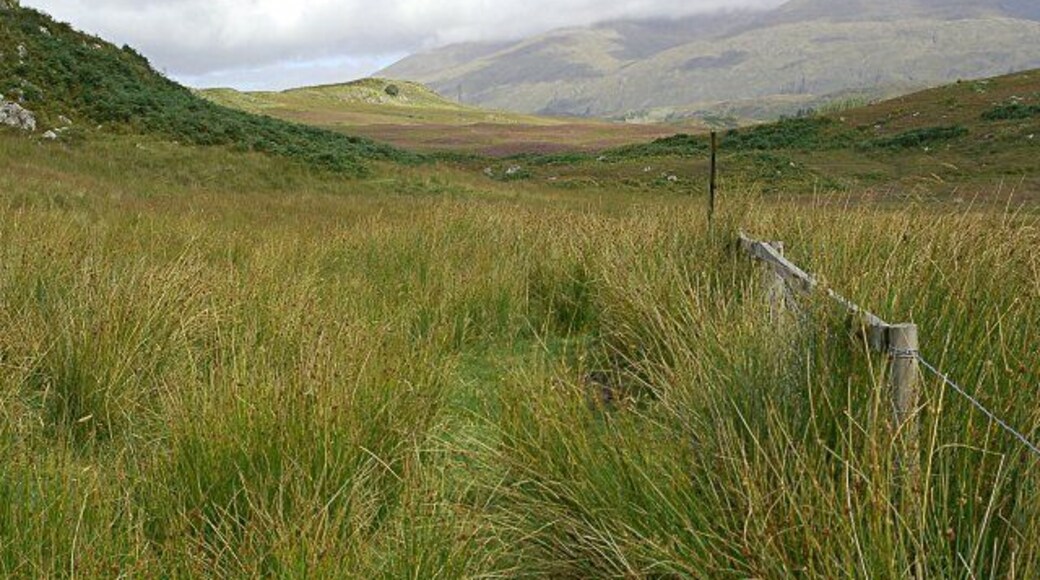 Near Kilchrenan An area of grazing gone back to rashes.