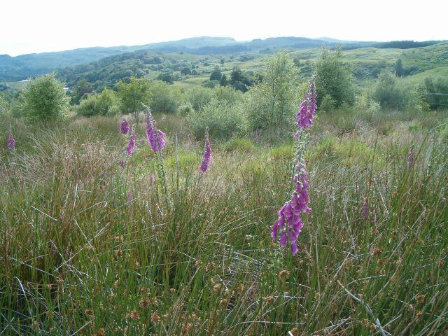 Foxgloves. The common floxglove, Digitali purpurea. http://en.wikipedia.org/wiki/Foxglove
