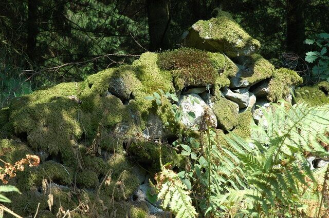 Wall and ferns. Supplemental - this is on the edge of woodland that meets the road improvements.