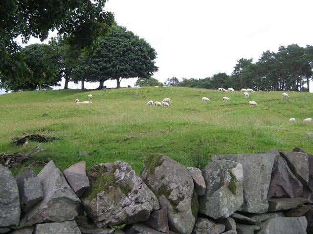 Sheep and trees