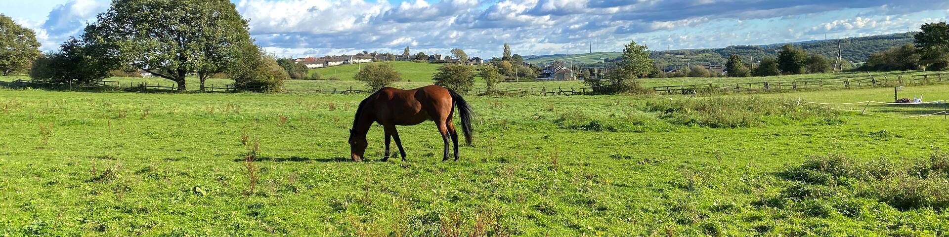 Horse grazing on, Thornhills Lane, in a large field, with hills and trees in the distance in, Clifton, Brighouse, UK