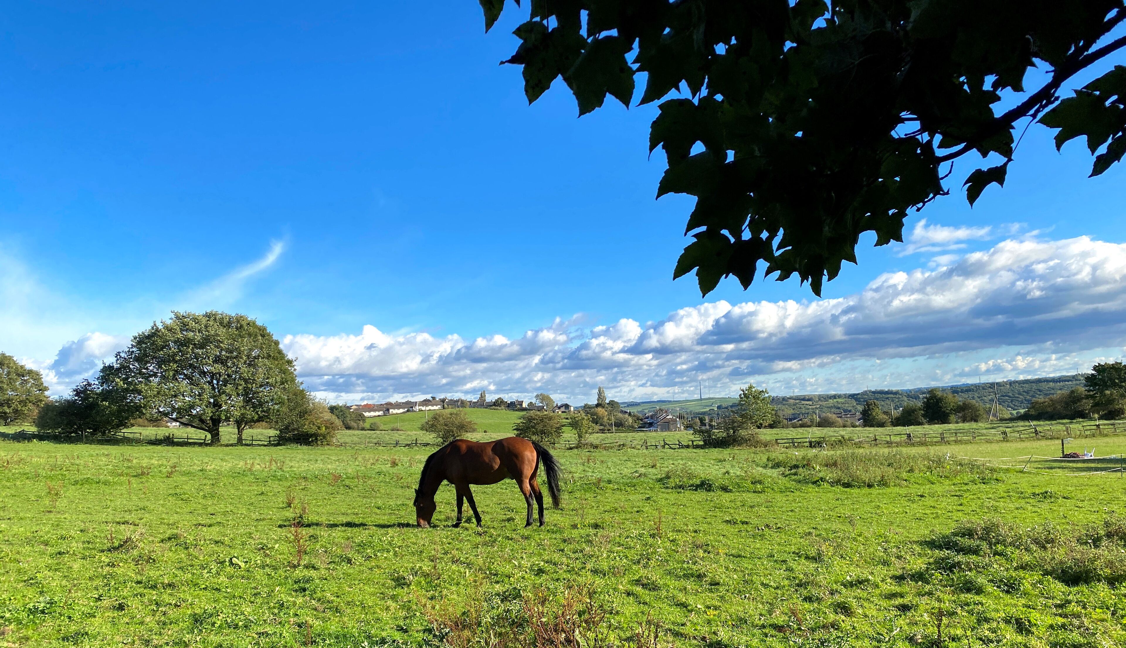 A horse grazing in a green field with a large tree and a clear blue sky.