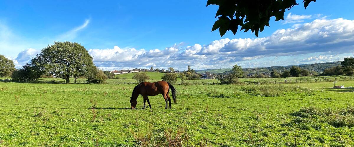 A horse grazing in a green field with a large tree and a clear blue sky.