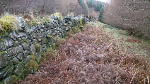 Drystone dyke running through the forest