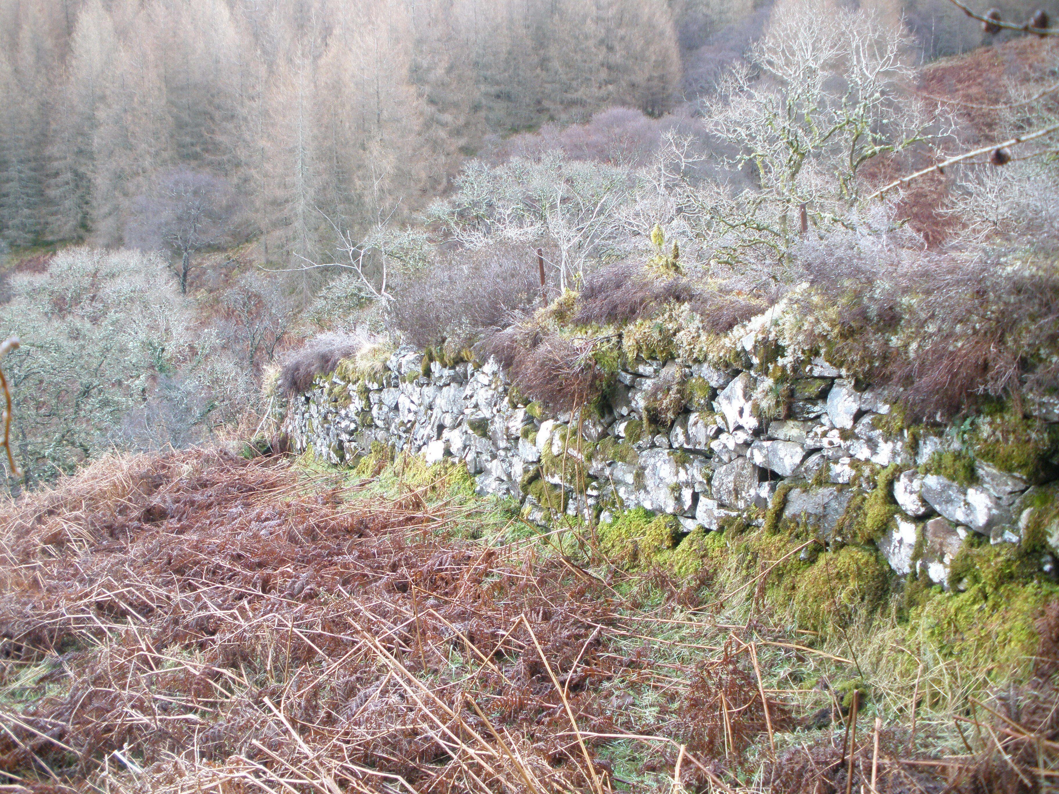 Drystone dyke going down towards Largiemore Burn