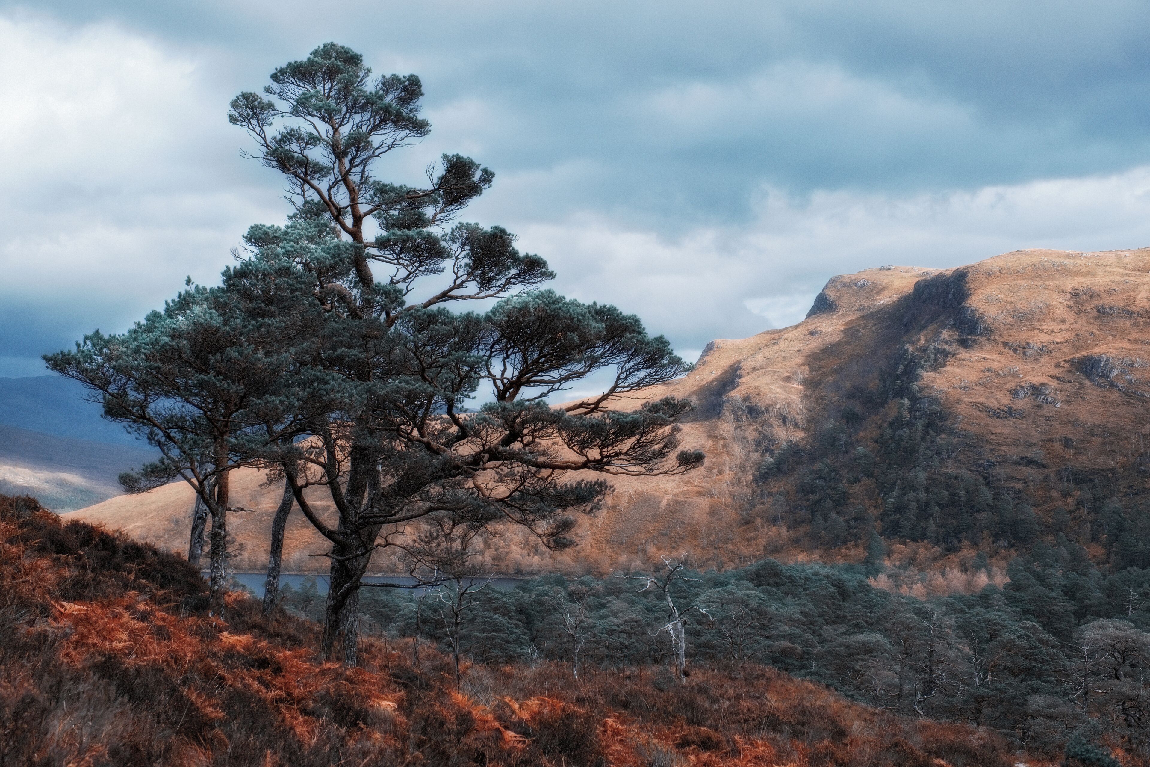 A lone pine tree in a mountainous landscape with a cloudy sky.