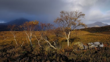 A landscape with a prominent tree, rocky terrain, and distant mountains under a cloudy sky.