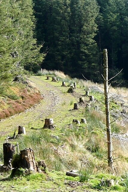 A forested hillside with numerous tree stumps and a single standing tree.